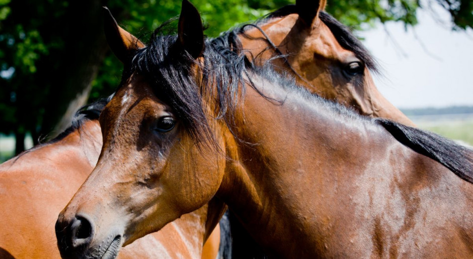 Fot. Shutterstock ANR: Podpisano umowę na organizację Święta Konia Arabskiego