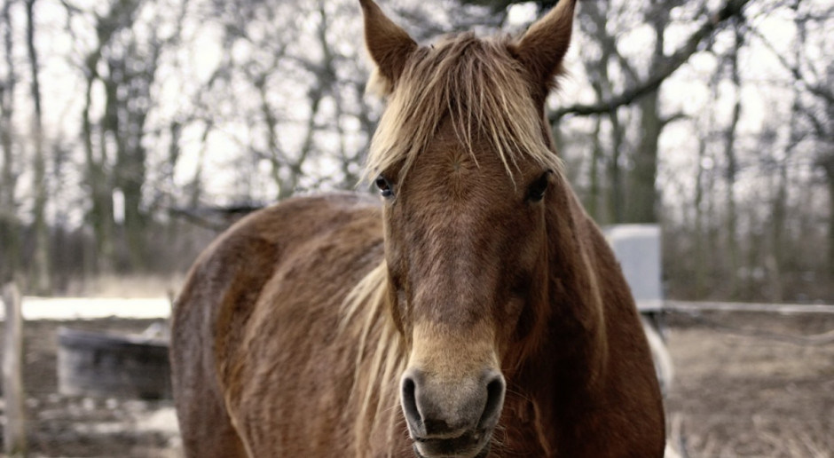 Mazowieckie: Obrońcy praw zwierząt planują wykup koni na „Wstępach” w Skaryszewie