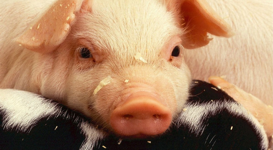 Jak w 2016 roku zmieniło się pogłowie świń na świecie? 