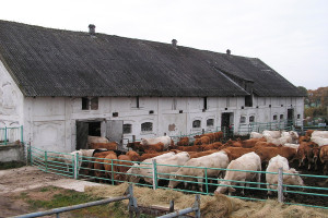Bilansowanie dawek pokarmowych dla krów mamek