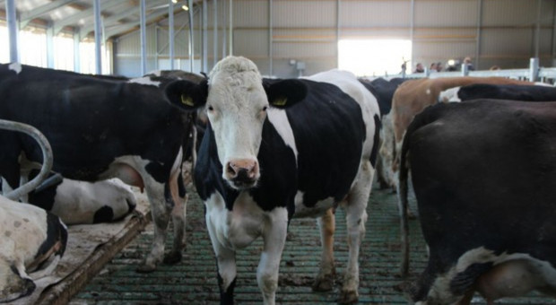 Niemcy: Eksport bydła hodowlanego nadal duży