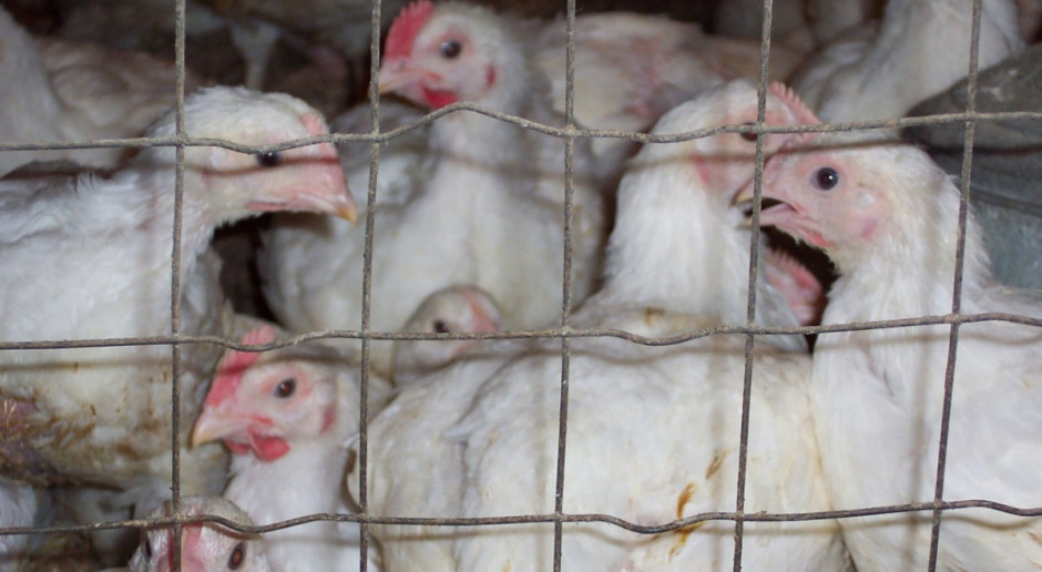 Niemcy: W związku z ptasią grypą zabito ponad milion ptaków