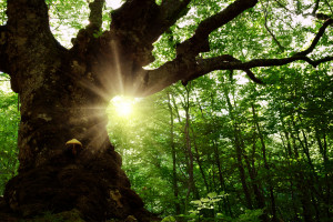 Bielski Klub Gaja chce leczyć najcenniejsze drzewa w Polsce