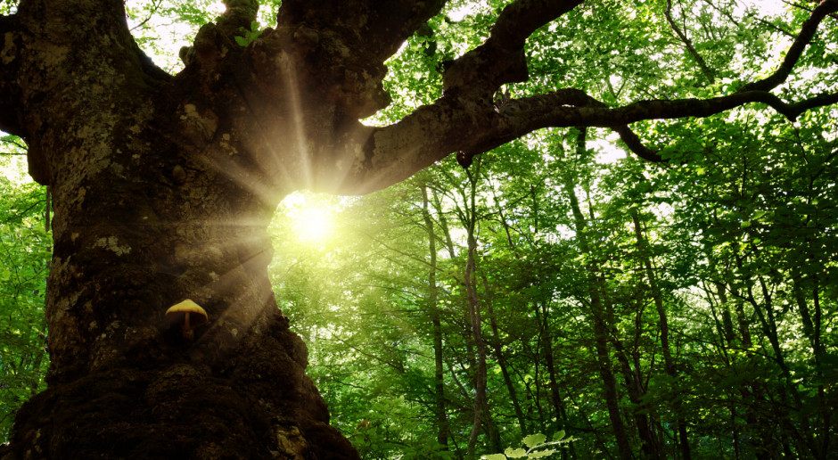 Bielski Klub Gaja chce leczyć najcenniejsze drzewa w Polsce