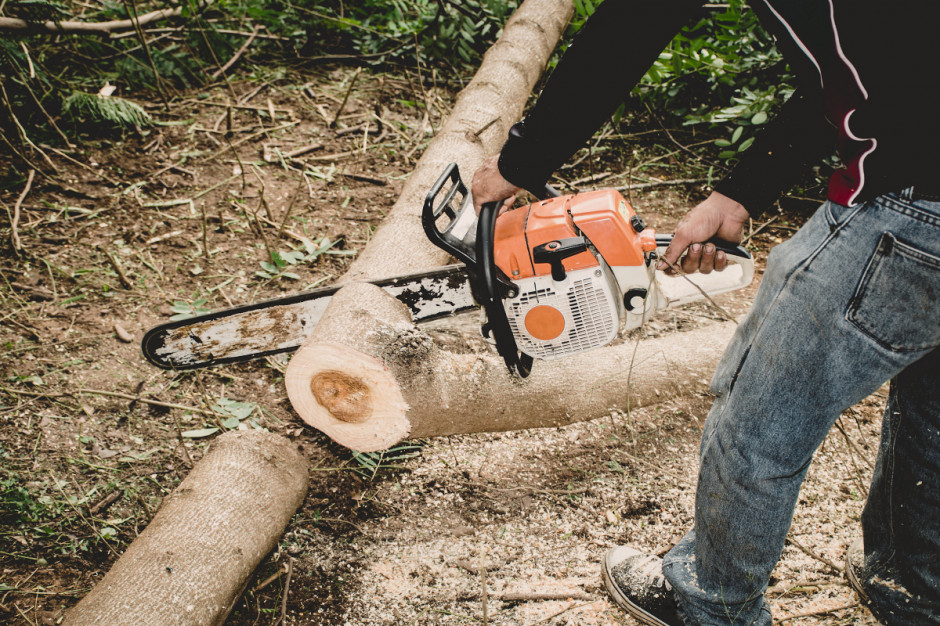 Jeżeli chcesz zebrać drobnicę opałową to w żadnym wypadku nie można dokonać samodzielnie wycinki drewna w Lasach Państwowych. Foto. Shutterstock