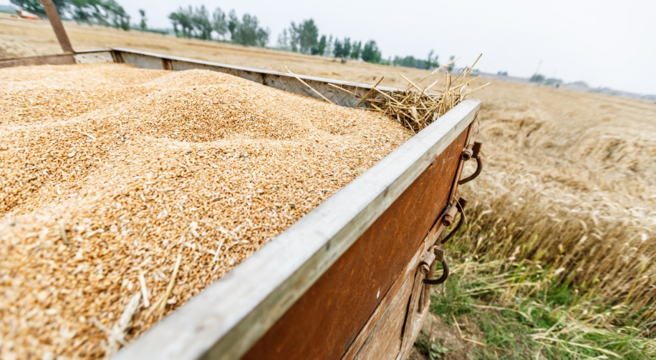 Notowania zbóż na giełdach spadły