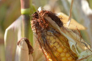 Fuzarioza w kukurydzy – dobór odmian ma znaczenie