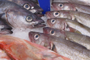 Kraje UE porozumiały się ws. limitów połowów ryb na Morzu Bałtyckim na 2021 r.