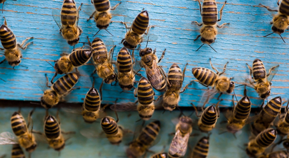 Syngenta tworzy siedliska dla pszczół