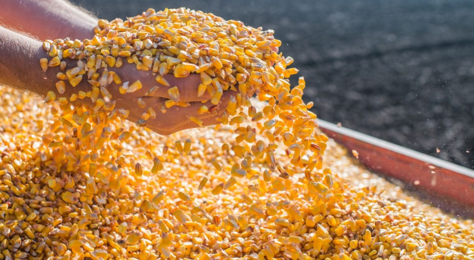 Spadek cen zbóż przed publikacją raportu USDA
