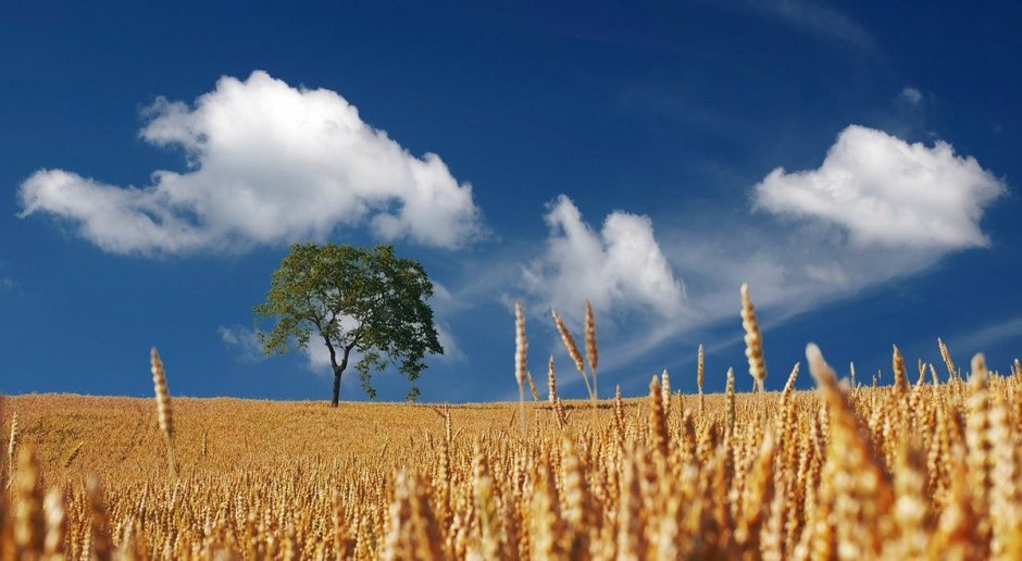 USDA: Wzrost prognozy światowej produkcji pszenicy