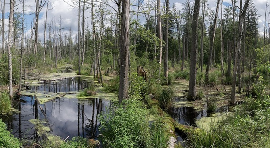 Puszcza Białowieska, fot. Pixabay Natura 2000 jednym wielkim nieporozumieniem?