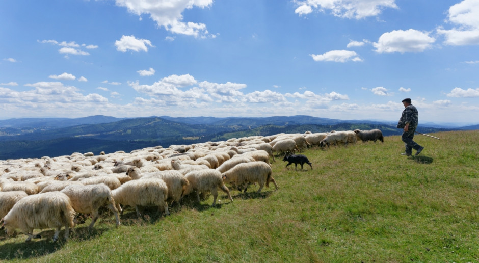 Śląskie: Konkursy na ochronę krajobrazu poprzez tradycyjną hodowlę
