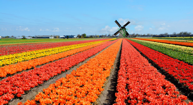 Lepsze nastroje holenderskich rolników i ogrodników