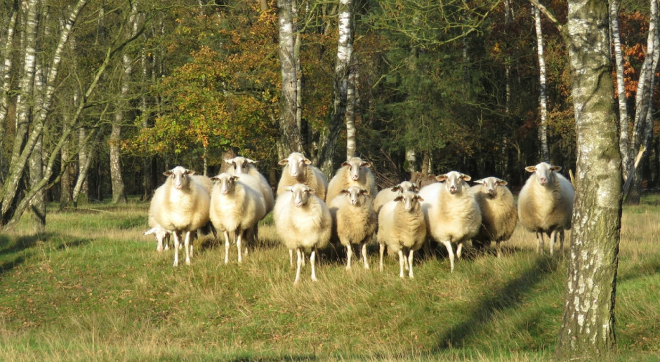 UE: Trwa tendencja spadkowa cen owiec
