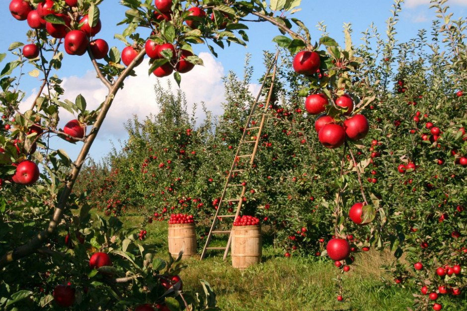 Co czwarte jabłko w Europie pochodzi z Polski; Fot. farmer.pl