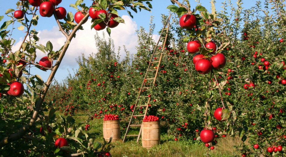 Co czwarte jabłko w Europie pochodzi z Polski; Fot. farmer.pl Producenci jabłek odczuwają zmiany klimatyczne