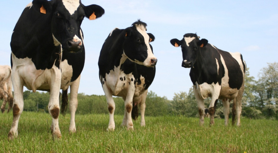 Hiszpania planuje budowę największej w Europie farmy krów mlecznych