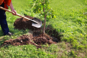 PO zapowiada na 21 marca ogólnopolską akcję sadzenia drzew