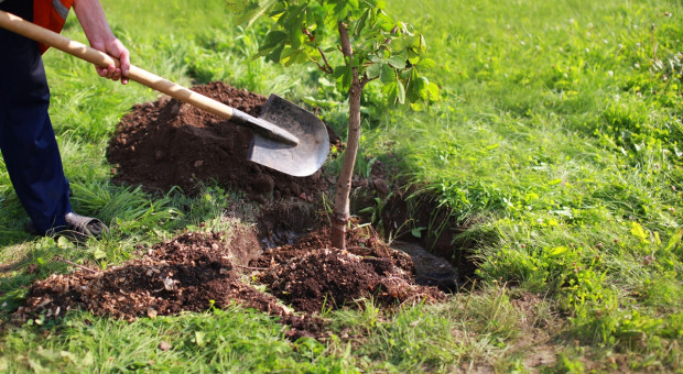 PO zapowiada na 21 marca ogólnopolską akcję sadzenia drzew