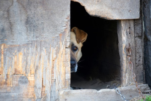Bydgoszcz: Kary więzienia dla hodowców psów i kotów