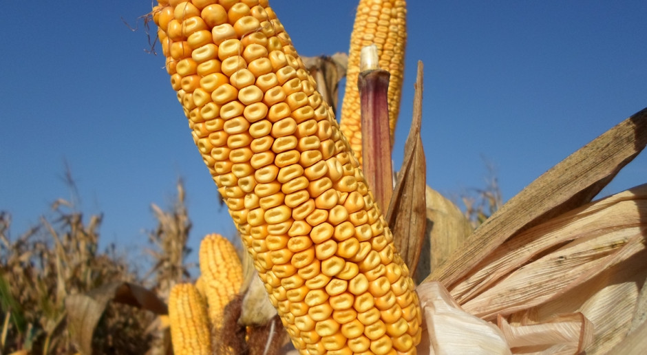 Po raz pierwszy stworzono LOZ dla kukurydzy