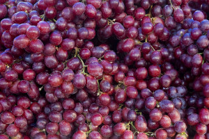 Podkarpackie: Przez tegoroczne mrozy zbiory w winnicach mogą być mniejsze