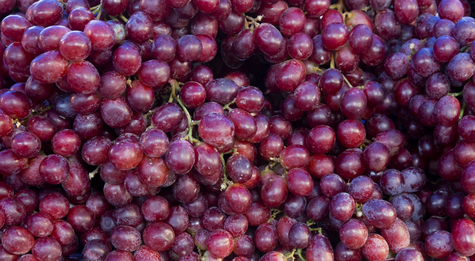 Fot. Shutterstock Podkarpackie: Przez tegoroczne mrozy zbiory w winnicach mogą być mniejsze