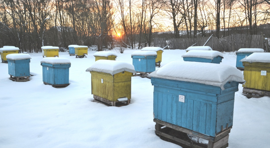 Podkarpackie: Zimą wyginęło blisko 30 proc. pszczół