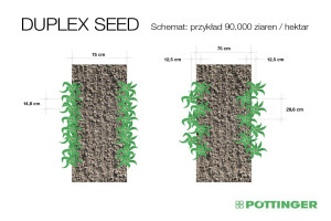 Przy jednakowej obsadzie roślin, wynoszącej 90 tys. nasion na hektar, w tradycyjnym systemie siewu rośliny są znacznie bardziej zagęszczone niż w przypadku Duplex Seed  