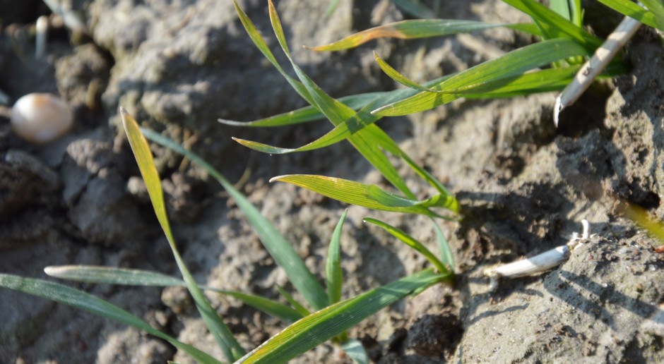 Septorioza paskowana liści pszenicy – konieczna ochrona w terminie T1