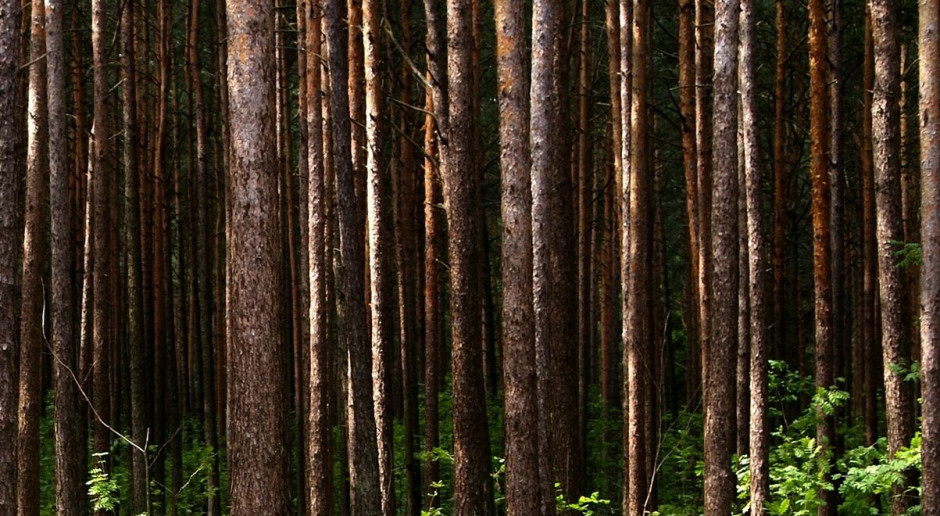 GUS: W Polsce lasów przybywa
