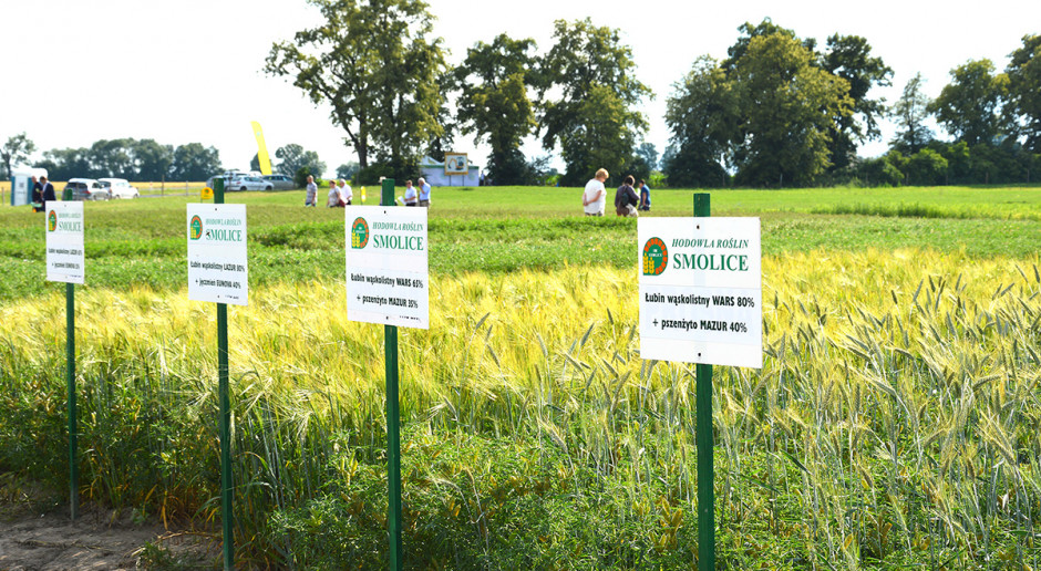 Rośliny strączkowe nie wymagają wysokich dawek azotu. Wystarczy podać przedsiewnie 25-30 kg N/ha; Fot. K. Szulc Rośliny strączkowe wyżej plonują w mieszankach