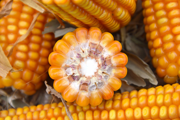 Plonowanie ziarnowych średnio późnych odmian kukurydzy w doświadczeniach PDO