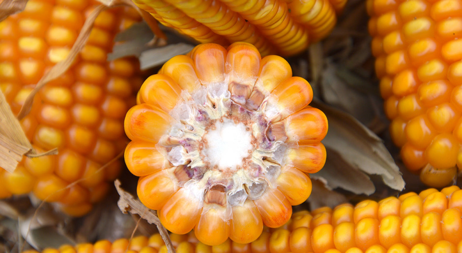 Plonowanie ziarnowych średnio późnych odmian kukurydzy w doświadczeniach PDO