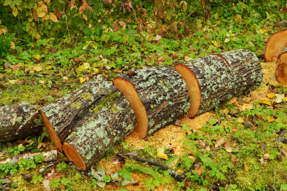 Lasy Państwowe chcą przeznaczyć najgorszej jakości drewno przemysłowe na sprzedaż na opał. Jednak będą to ilości mocno ograniczone. Foto. Shutterstock