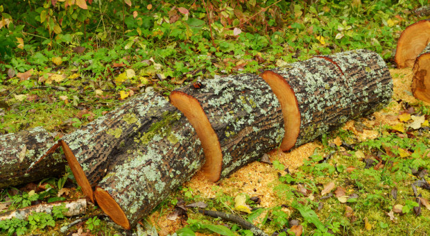 Wielkopolscy leśnicy: Wycinka drzew w czaplińcu - przed powrotem ptaków