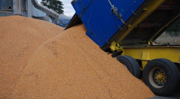 Rosną ceny zbóż w krajowych skupach