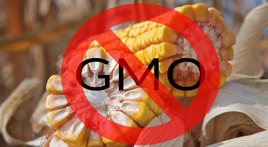 W UE opór ws. autoryzacji kukurydzy GMO; decyzję podejmie KE