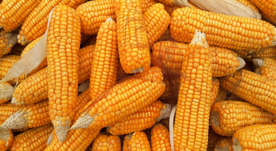 Państwa UE bez kwalifikowanej większości do zatwierdzenia kukurydzy GMO