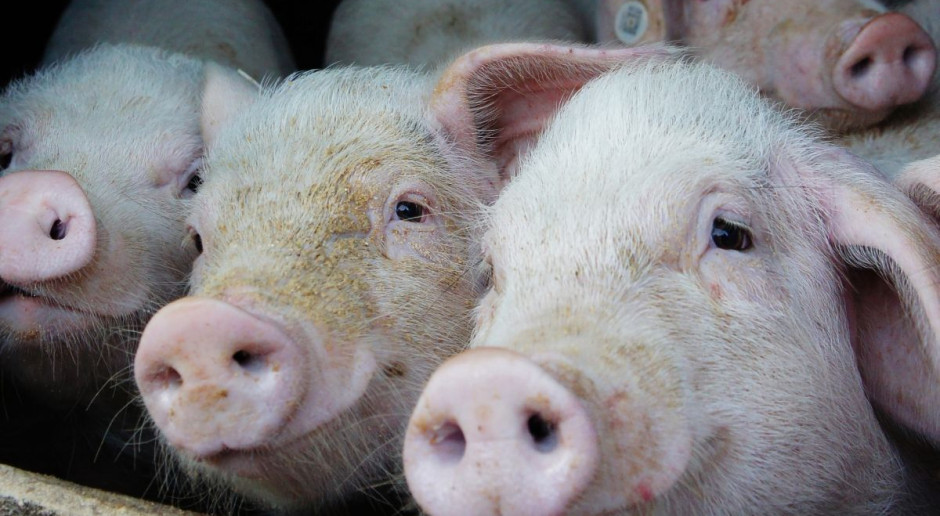 Niemcy: Potężny wzrost cen świń 