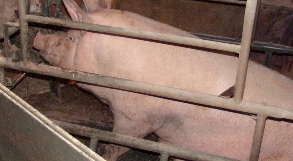 Chcąc osiągać lepsze wyniki w rozrodzie świń - a co za tym idzie - zacząć konkurować z farmerami z Danii, Niemiec czy Holandii musimy zatem robić wszystko, by doskonalić stosowaną w naszych gospodarstwach technologię produkcji Przygotuj lochę do porodu