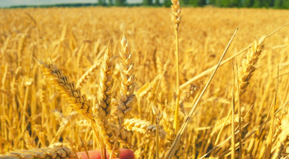Silny spadek ceny pszenicy na Matif