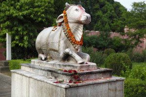 W indyjskim stanie Gudżarat za ubój krów - dożywocie