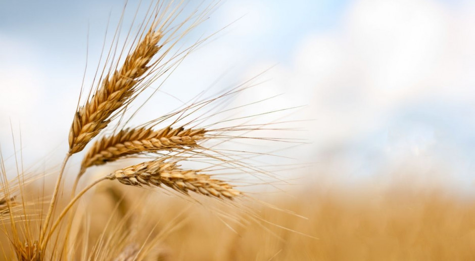 Słabsze prognozy zasiewów zbóż w USA pchnęły ceny w górę