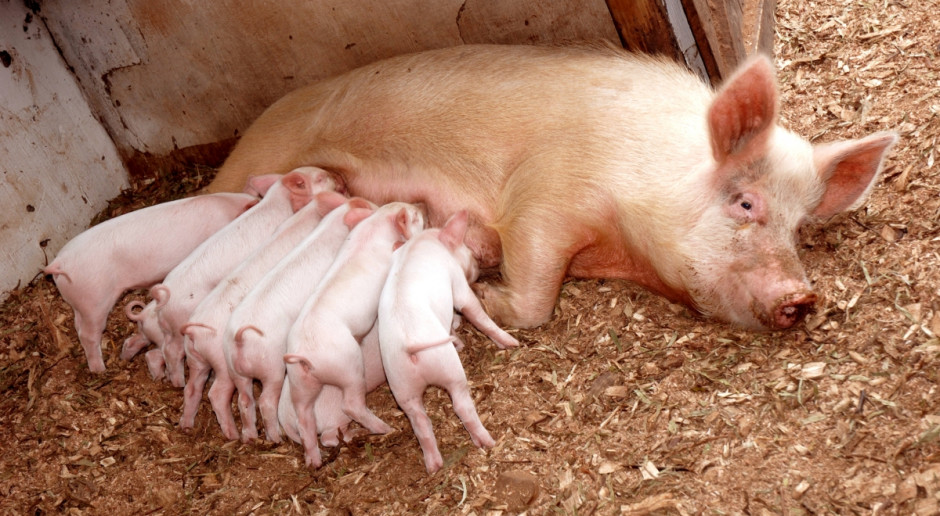 Chiny: W tym roku spadnie pogłowie świń