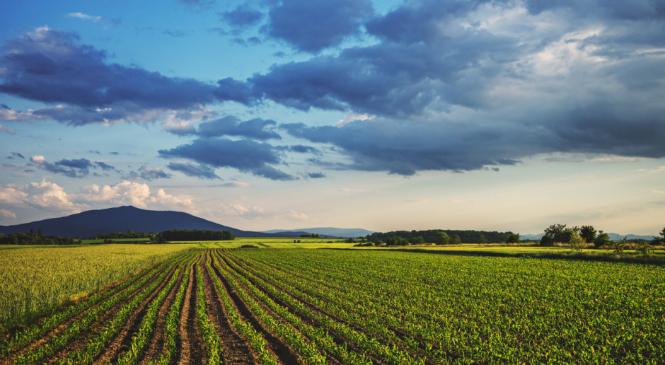 Plantacja kukurydzy na Dolnym Śląsku; Fot. Shutterstock Śląskie: Pieniądze z ZIT m.in. na ochronę bioróżnorodności