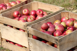 Lubelskie: Blisko 600 tys. zł na promocję jabłek z regionu