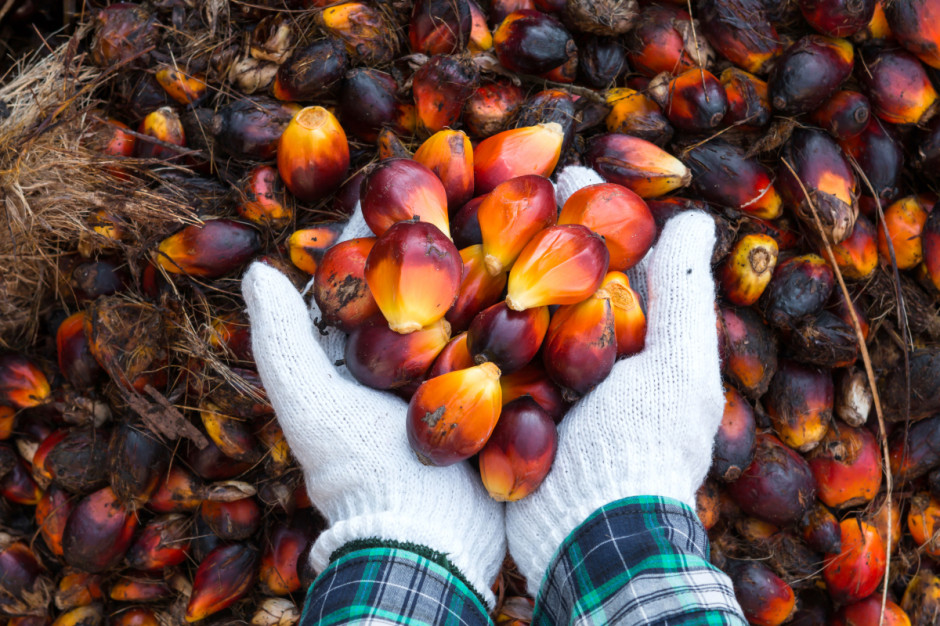 KE: w przyszłości na rynek UE ma trafić wyłącznie niezwiązany z wylesianiem olej sojowy i palmowy; Fot.Shutterstock