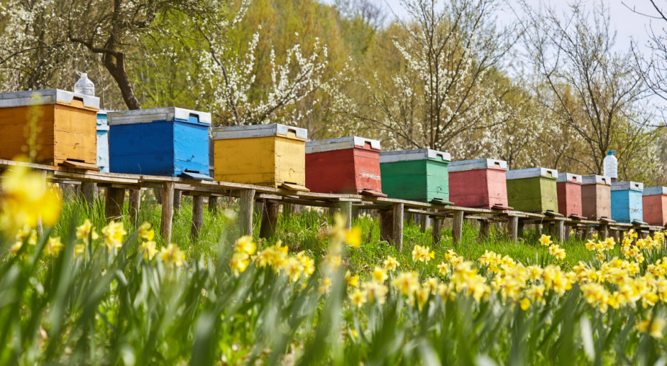 Warmińsko-mazurskie: Wzrosła liczba rodzin pszczelich w pasiekach